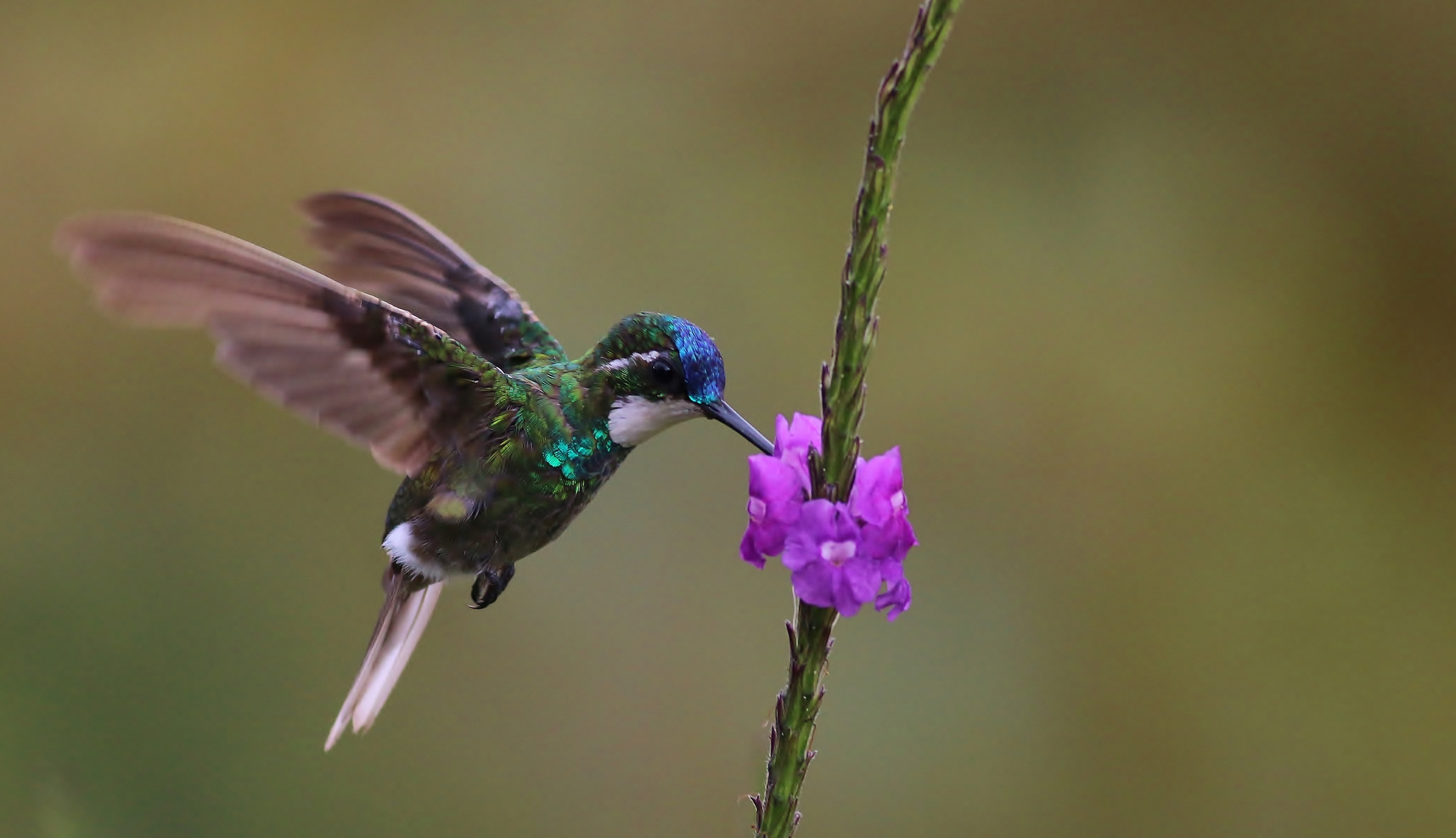 White-throated Mountain-gem